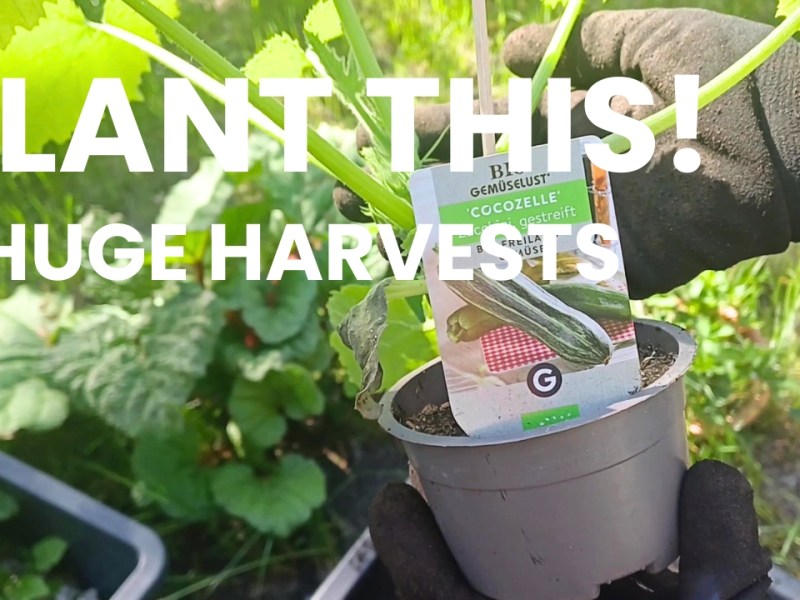 Plant this veggie now for multiple harvests!+ Easy Inflammation Fighter Oil Recipe